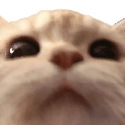 Memes - gatos bebes 🐱💕😂