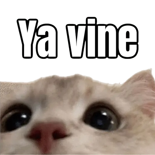 Memes - gatos bebes 🐱💕😂