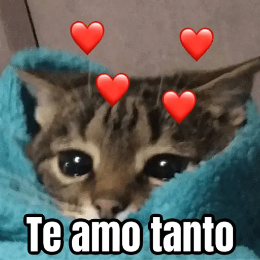 Memes - gatos bebes 🐱💕😂