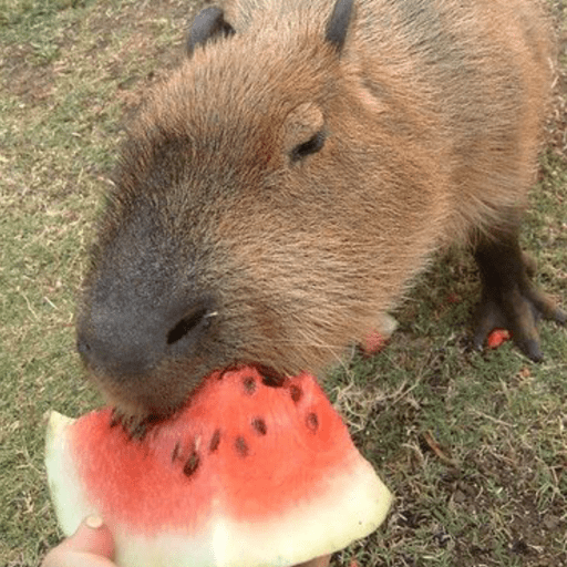 capivara | capibara  preview