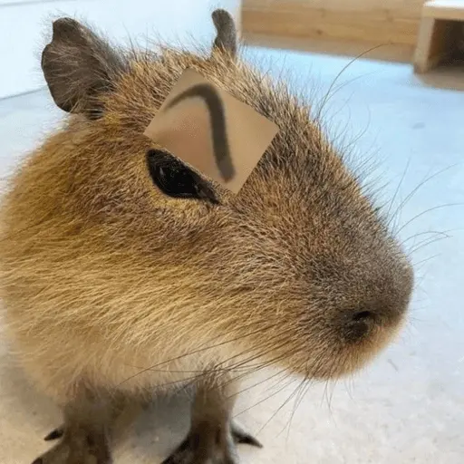 capivara | capibara 