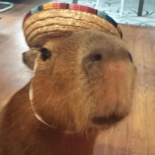 capivara | capibara 