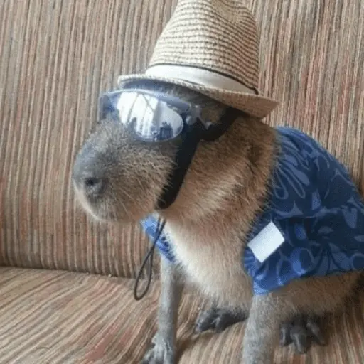 capivara | capibara 