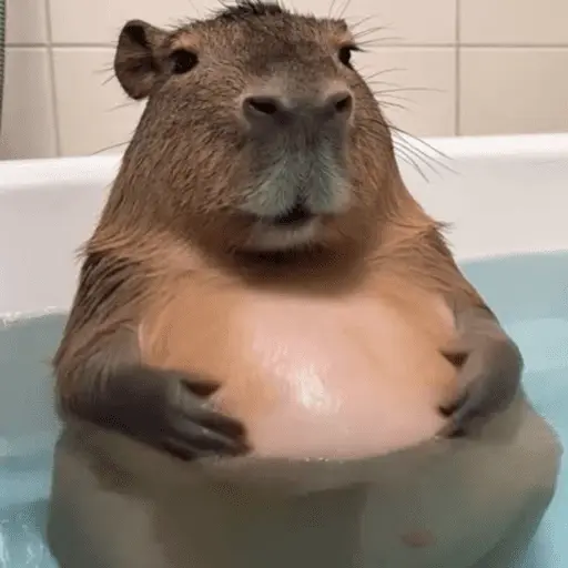 capivara | capibara 