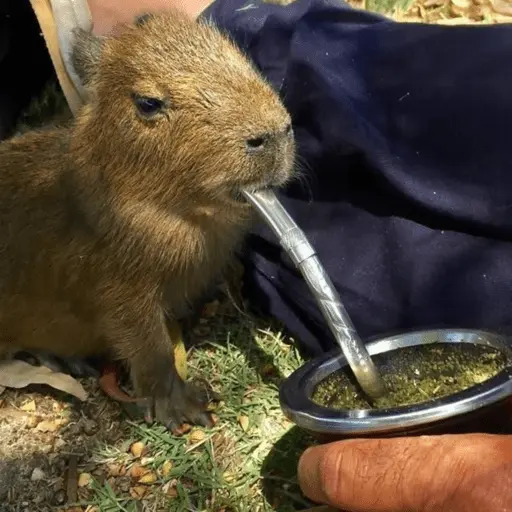 capivara | capibara 