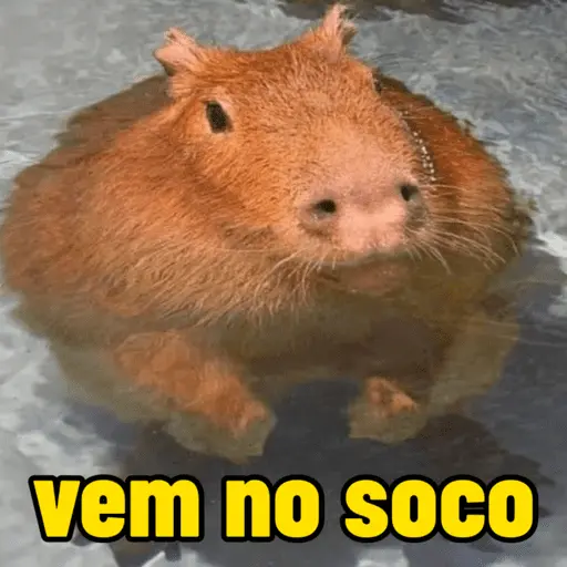 capivara | capibara 