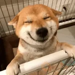🐶🐕🦴PERRITOS | DOGS🦴🐕🐶