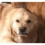 🌈🐕✨️Perros Mood Divertidos✨️🐕🌈