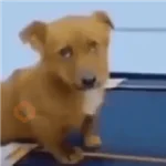 🌈🐕✨️Perros Mood Divertidos✨️🐕🌈