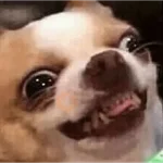 🌈🐕✨️Perros Mood Divertidos✨️🐕🌈