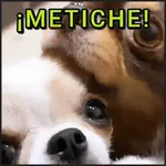 🐾⋆Perros|Dogs|Perritos🐾°