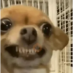 Memes gatos e cachorros