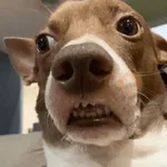 Memes gatos e cachorros