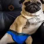 Memes gatos e cachorros