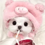🐕  Perros  Cute 💕