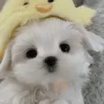 🐕  Perros  Cute 💕
