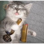 gatos y perros locos