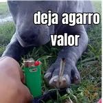 gatos y perros locos