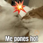 gatos y perros locos