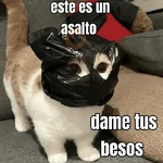 gatos y perros locos