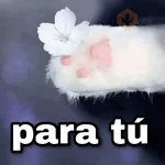 Gatos con amor 3❣️✨