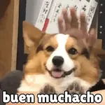 Perros Cool 😎