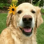 🌻 Flores amarillas 💐y perros 🐕 