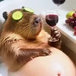 Capibara 🤎