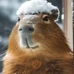 Capibara 🤎