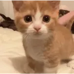 🐾🐱 Gatos Mood 🐱🐾