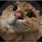 🐾🐱 Gatos Mood 🐱🐾