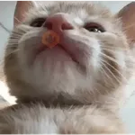 🐾🐱 Gatos Mood 🐱🐾