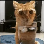 🐾🐱 Gatos Mood 🐱🐾