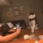Perros y Gatos memes 🐾🐈🐶🐈‍⬛