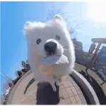 Perritos de Tiktok 🐶