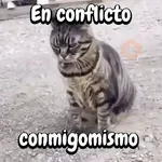 Perros y gatos divertidos🐾🐾🐾