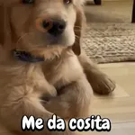 Perros y gatos divertidos🐾🐾🐾
