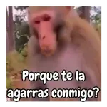 Monos traviesos 🙈💯
