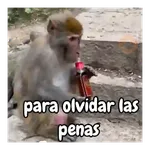 Monos traviesos 🙈💯