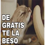 🔥𑄝GATOS HORNY/HORNY CATS𑄝🔥