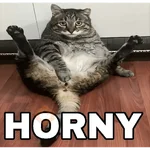 🔥𑄝GATOS HORNY/HORNY CATS𑄝🔥