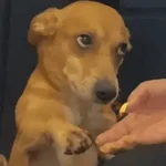 memes de perros 