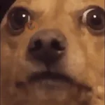 memes de perros 