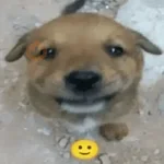 perro 🐕 