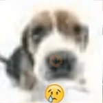 perro 🐕 