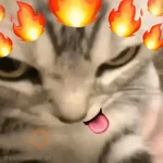 🐈‍⬛🐱🧶 GATOS | CATS 🧶🐱🐈‍⬛