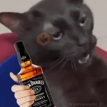 🐈‍⬛🐱🧶 GATOS | CATS 🧶🐱🐈‍⬛
