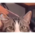 Horny Cats 🐱❤️