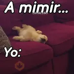 A mimir 💤 Perros 🐶😴