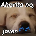 A mimir 💤 Perros 🐶😴